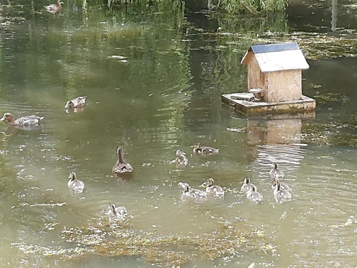 Le Bonheur Des Plumes Panzió Montmartin-en-Graignes Kültér fotó
